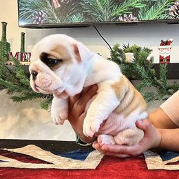 Adele - Red and white female Bulldog puppy in Ruther Glen, Virginia from De La Venturosa