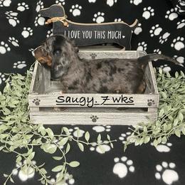 Saugy (Blue collar) - Dapple male Dachshund puppy in Saint Albans, Maine from Australian Cattle Cuties and littles