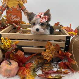 Gio - Parti male Yorkshire Terrier puppy in Benton, Illinois from Furry Tailz Yorkies