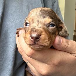 Forester - Dapple male Dachshund puppy in Crystal, Michigan from Mare-Bella Smoothcoat Edition