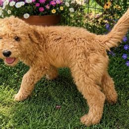 White Collar Boy - Red male Double Doodle puppy in Clarks Hill, South Carolina from Rosie’s Double Doodles