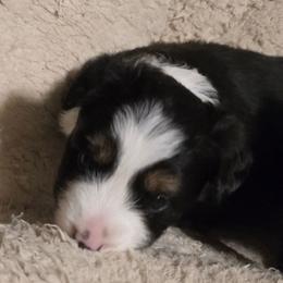 Amelia - Black tri female Toy Australian Shepherd puppy in Windom, Texas from Wild Farm Puppies