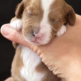 Sunshine - Parti female Goldendoodle puppy in Gig Harbor, Washington from Nuttall's Goldendoodles