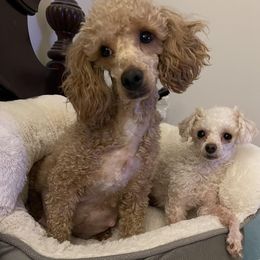 Chihuahuas from Rosa's Chihuahuas