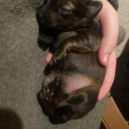 Prague Ratter Puppies from North Star Gem’s Prague Ratters