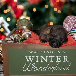 German Shepherd Puppies from Shepherd's Watch