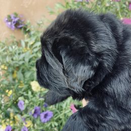 Newfoundland Puppies from CBN
