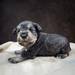 Salt-Pepper Male - Salt and pepper male Miniature Schnauzer puppy in Houston, Texas from Haughton Farm