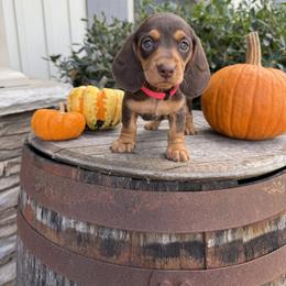 Dachshund Puppies from Thomas Homestead and Rabbitry