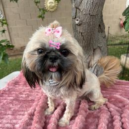 Coco - Shih Tzu