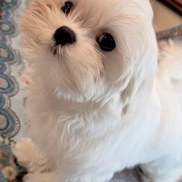 Bonnie - White female Maltese puppy in Slidell, Louisiana from MeeMee Maltese