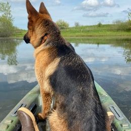 German Shepherds from Piper