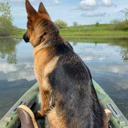 German Shepherds from Piper