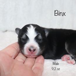 Binx - Black and white male Pomsky puppy in Denham Springs, Louisiana from Bayouland Pomskies