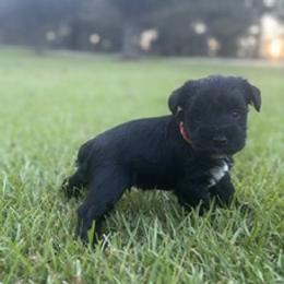Miniature Schnauzer Puppies from Rebecca LeBoeuf
