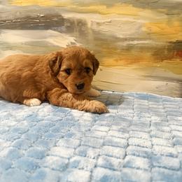Girl 1 Aussie Doodle - Red merle female Miniature Australian Shepherd puppy in Pensacola, Florida from TNT MINI AUSSIES