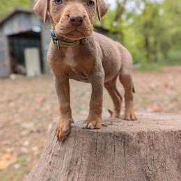 Lime Green - Red merle male Catahoula Leopard Dog puppy in Huntsville, Arkansas from ArkieHoulas