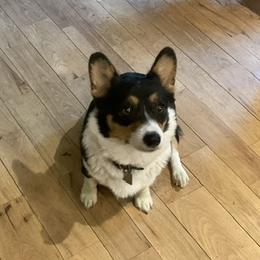 Libby - Pembroke Welsh Corgi