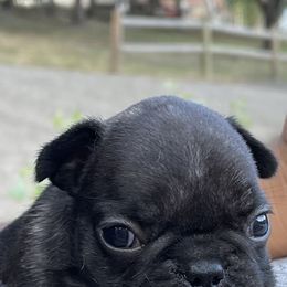 French Bulldog and Labrador Retriever Puppies from Desiree Ortiz's French Bull Dogs and Labrador Retrievers