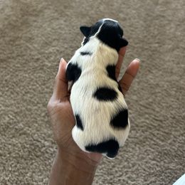 Shih Tzu Puppies from Sherrie’s Pups