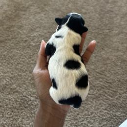 Shih Tzu Puppies from Sherrie’s Pups