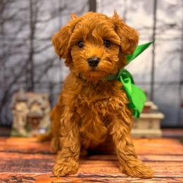 Spike (Green Collar) - Red  male Goldendoodle puppy in Santa Clara, Utah from Desert Dawn Doodles
