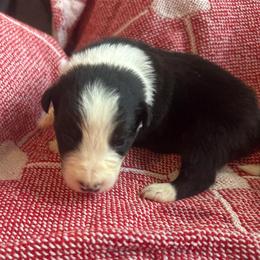 Atlas - Black and white male Border Collie puppy in Mckinney, Texas from Border Collies of Ruidoso