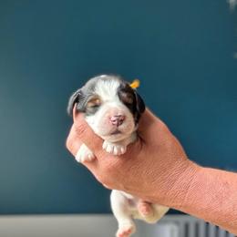 Twain - Black white and tan male English Springer Spaniel puppy in Tupalo, Mississippi from Butterfield Trail Farm