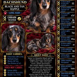 Daisy - Dachshund
