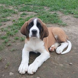 Glocky - Brown and white female Saint Bernard puppy in Kinsman, Ohio from Coleman Saint Bernards of Ohio