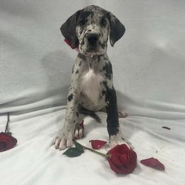 Clover - Merle female Great Dane puppy in Liberty, New York from Catskills Greatest Danes