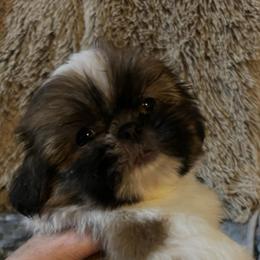 Girl 1 - Red and white female Shih Tzu puppy in Dallas, Texas from A Sassy Soul Shih-Tzu