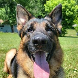 German Shepherd Puppies from Persevere Kennels