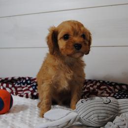 Copper - Red male Cavapoo puppy in Mountain Grove, Missouri from Dogwood & Sassafras Companions