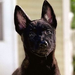 Belgian Malinois Puppies from Battle Road K9