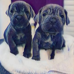 Pup - Black male Cane Corso puppy in Tabor City, North Carolina from Dream Team Kennels