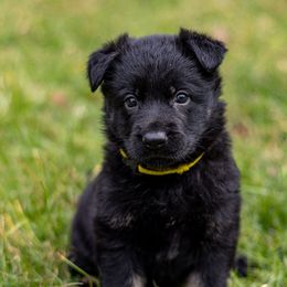 Ritka - Bi-color female German Shepherd puppy in Hammond, Louisiana from Von LaMarca German Shepherds
