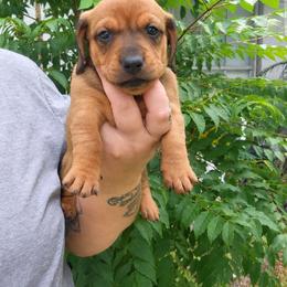 ButterCup - Red male Dachshund puppy in Altamonte Springs, Florida from Happy Tails Dachshunds