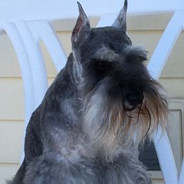 Miniature Schnauzers from Crown Point Miniature Schnauzers