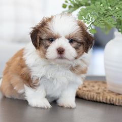 Maltipoo, Shichon, and Shihpoo Puppies from Timbercreek Puppies