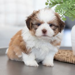 Maltipoo, Shichon, and Shihpoo Puppies from Timbercreek Puppies