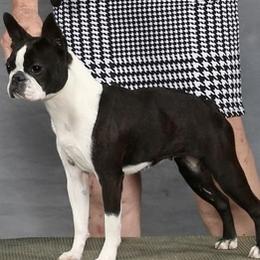 Boston Terrier puppies from Stoneridge Kennel
