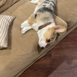 American Corgi Puppies from Peach Tree Corgi Co.