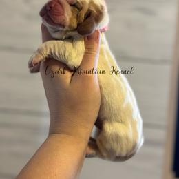 Polka dot girl - Red and white female Basset Hound puppy in Conway, Missouri from Ozark Mountain Kennel
