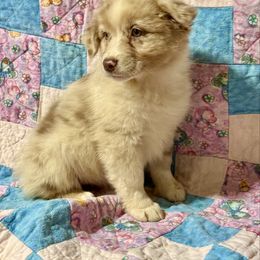 Red Merle female 2 - Red merle female Miniature Australian Shepherd puppy in Lemon Cove, California from Magic Ranch Mini Aussies