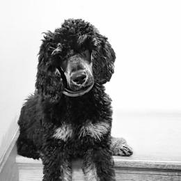 Theo - Phantom male Poodle puppy in New York from Powder Puff Poodles