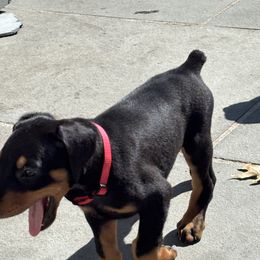 Doberman Pinscher Puppies from Ocean’s Breeze Doberman Pinschers