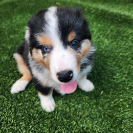 Miniature Australian Shepherd Puppies from M&M Aussies