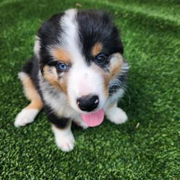 Miniature Australian Shepherd Puppies from M&M Aussies