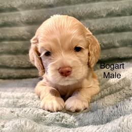 Bogart - Buff male Cocker Spaniel puppy in Sumter, South Carolina from Cocker Eclipse In Home Kennel